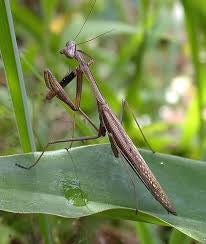 Statillia maculata Asian Jumping mantis - USMANTIS