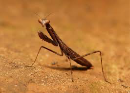 Statillia maculata Asian Jumping mantis - USMANTIS