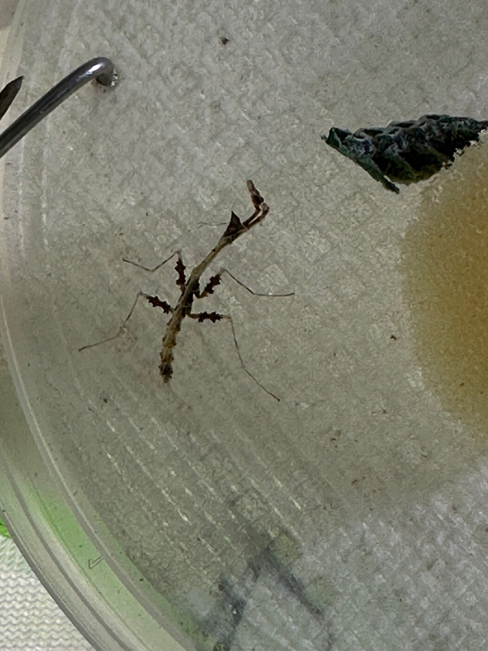 Metatoxodera subparallela praying mantis - USMANTIS