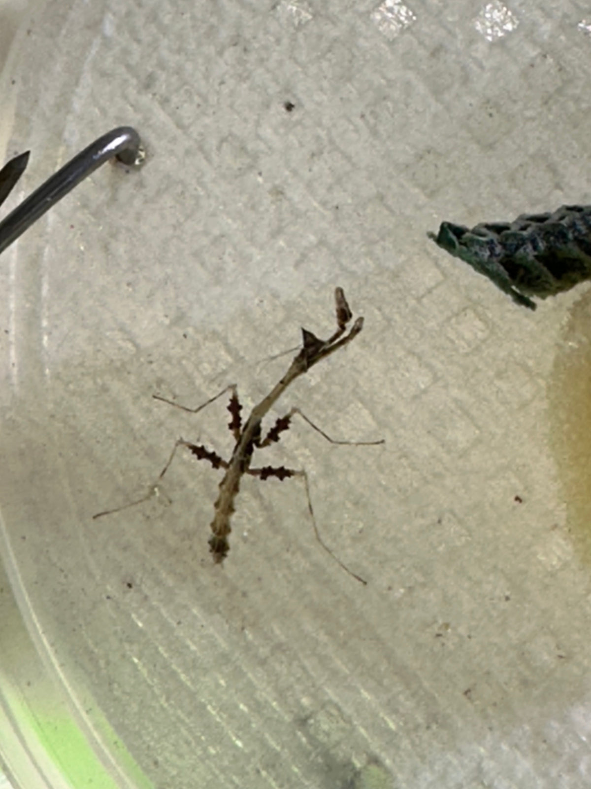 Metatoxodera subparallela praying mantis - USMANTIS