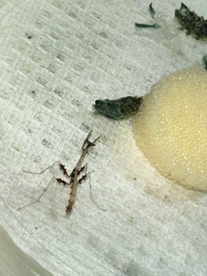 Metatoxodera subparallela praying mantis - USMANTIS