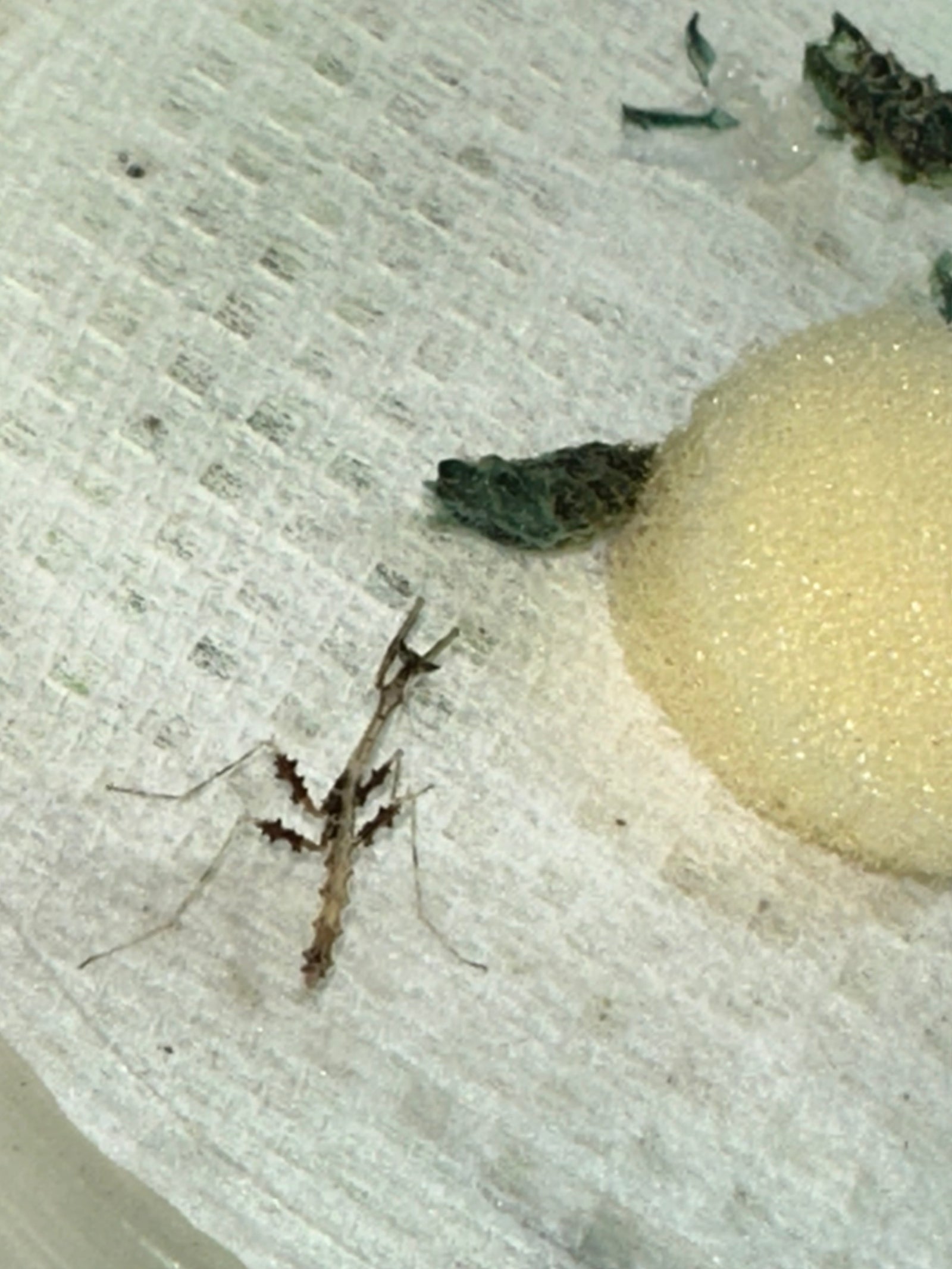 Metatoxodera subparallela praying mantis - USMANTIS