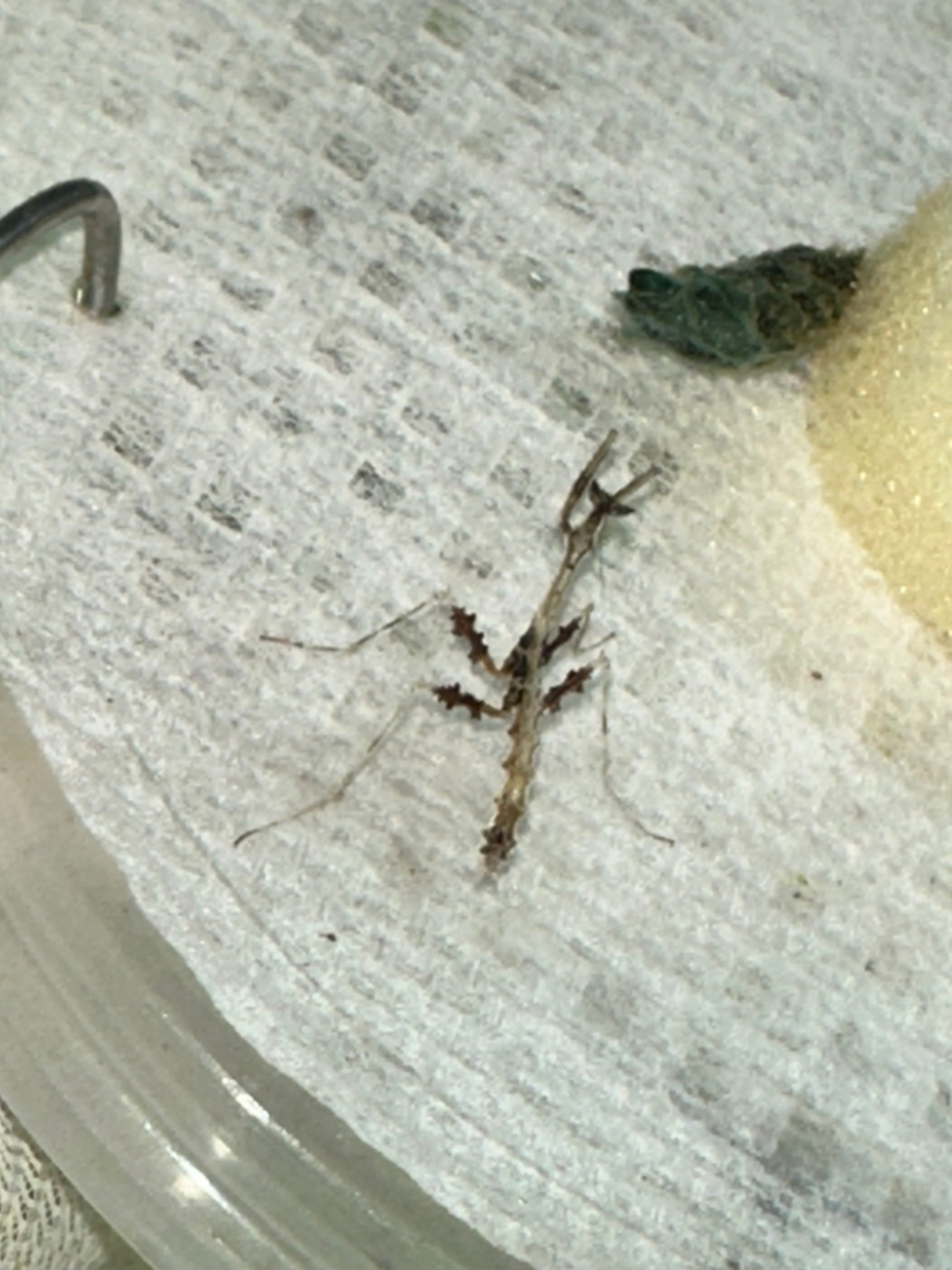 Metatoxodera subparallela praying mantis - USMANTIS