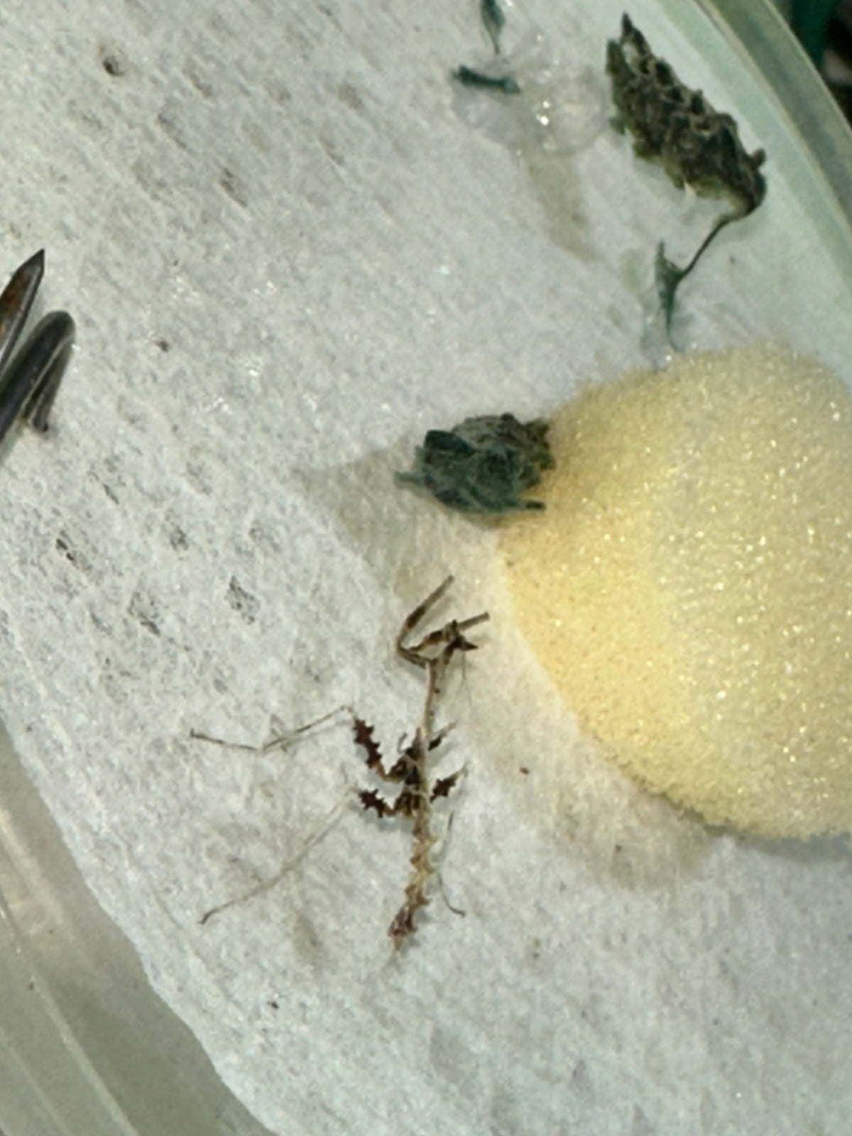 Metatoxodera subparallela praying mantis - USMANTIS