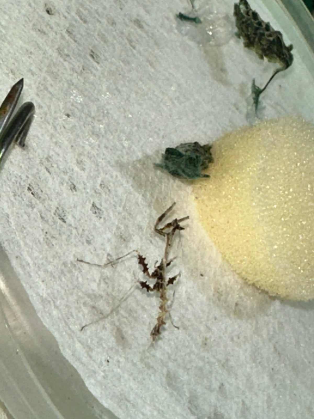 Metatoxodera subparallela praying mantis - USMANTIS