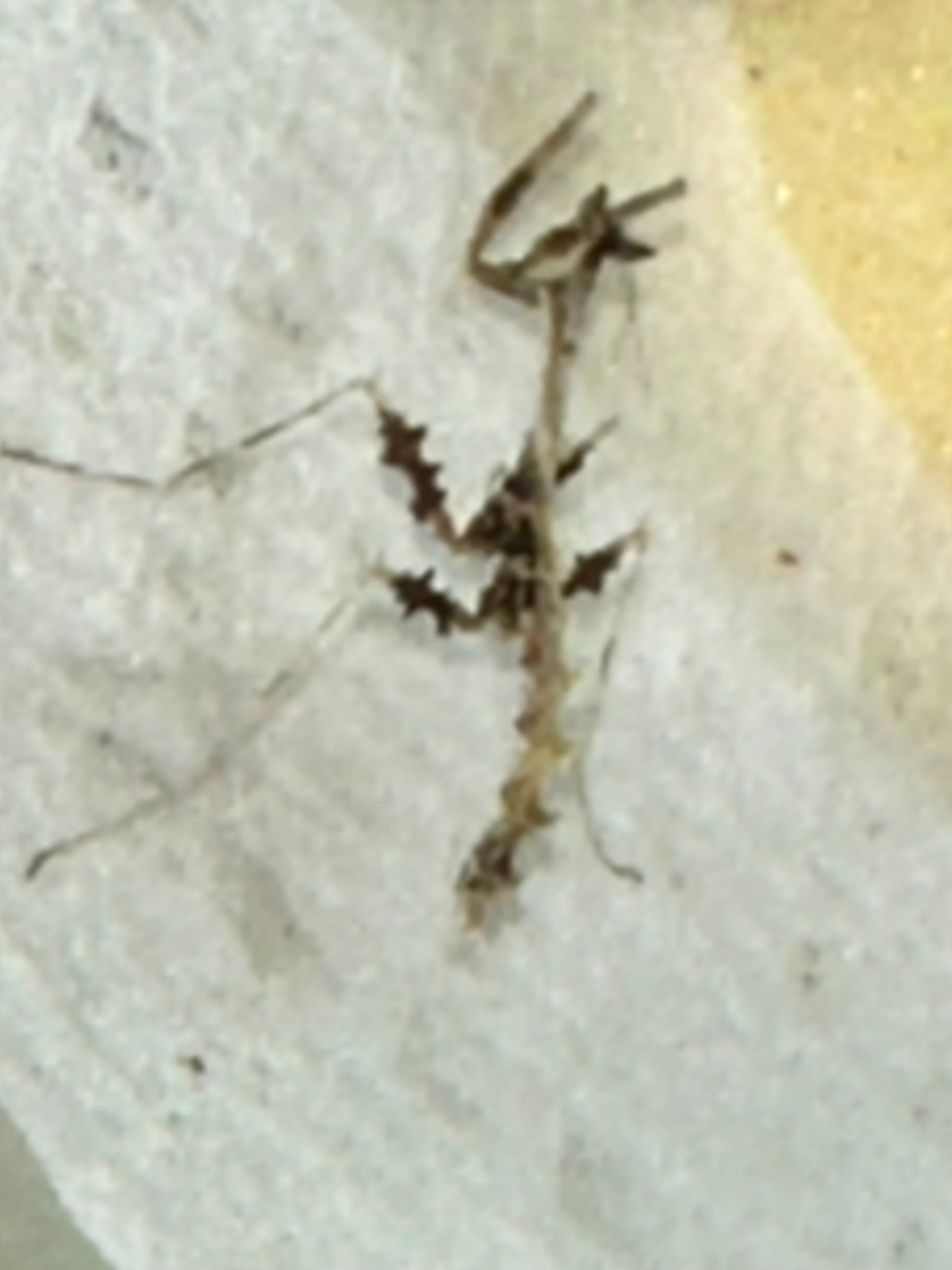 Metatoxodera subparallela praying mantis - USMANTIS