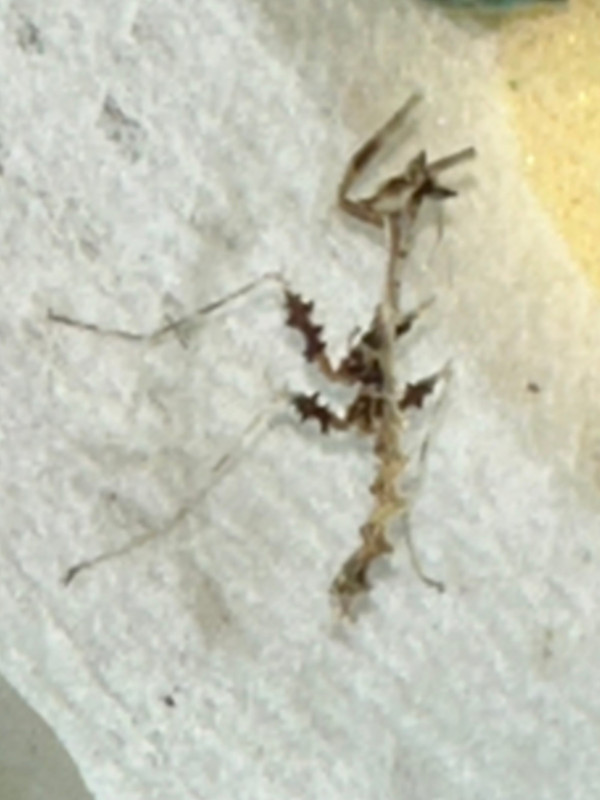 Metatoxodera subparallela praying mantis - USMANTIS