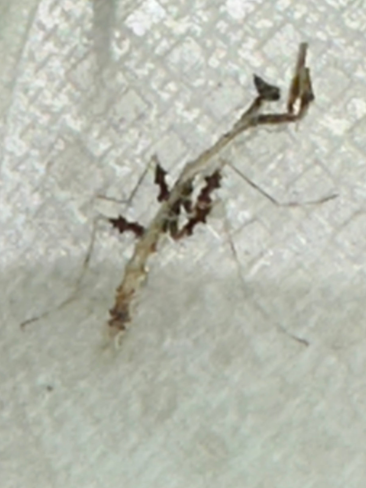 Metatoxodera subparallela praying mantis - USMANTIS