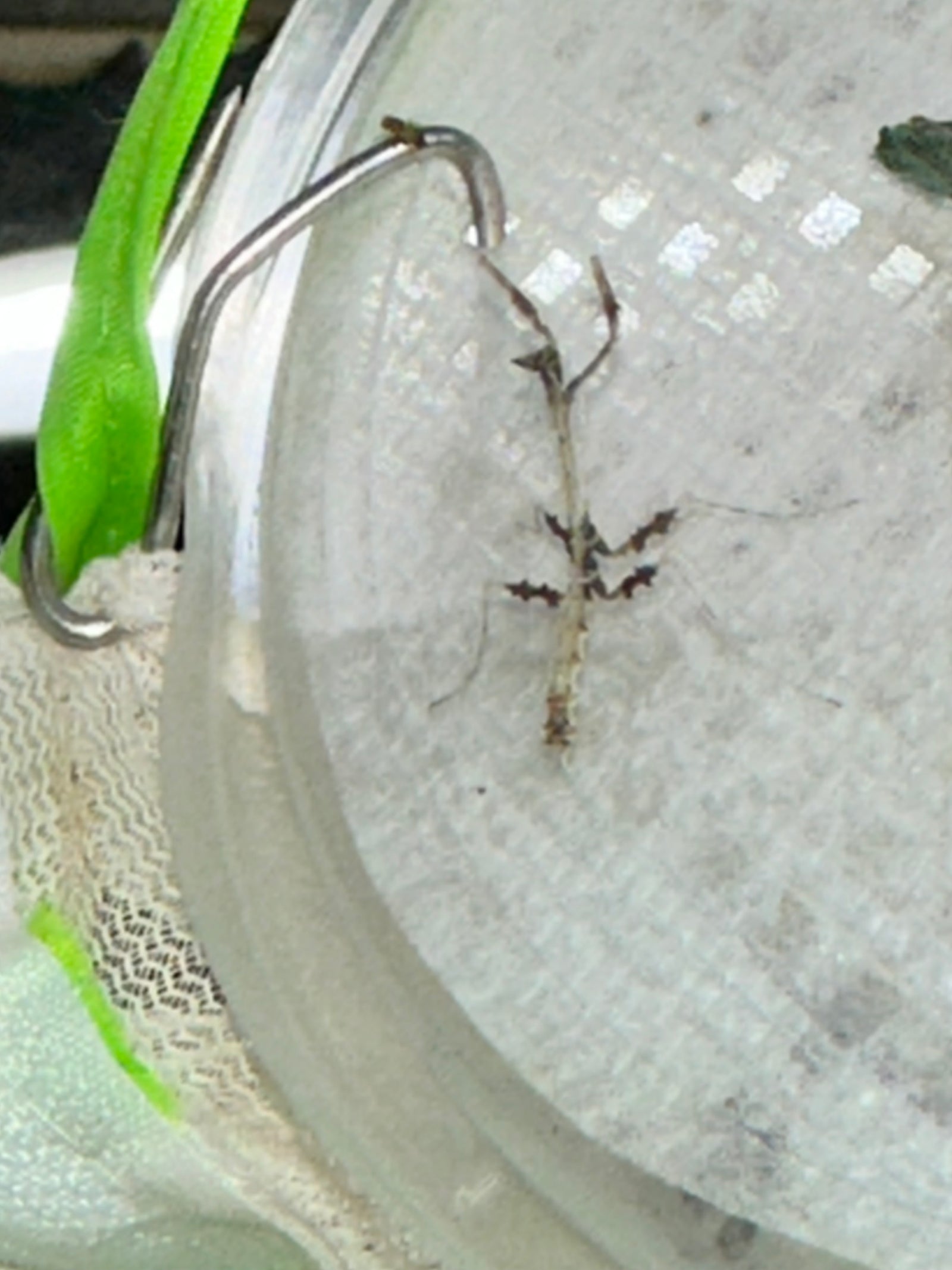 Metatoxodera subparallela praying mantis - USMANTIS