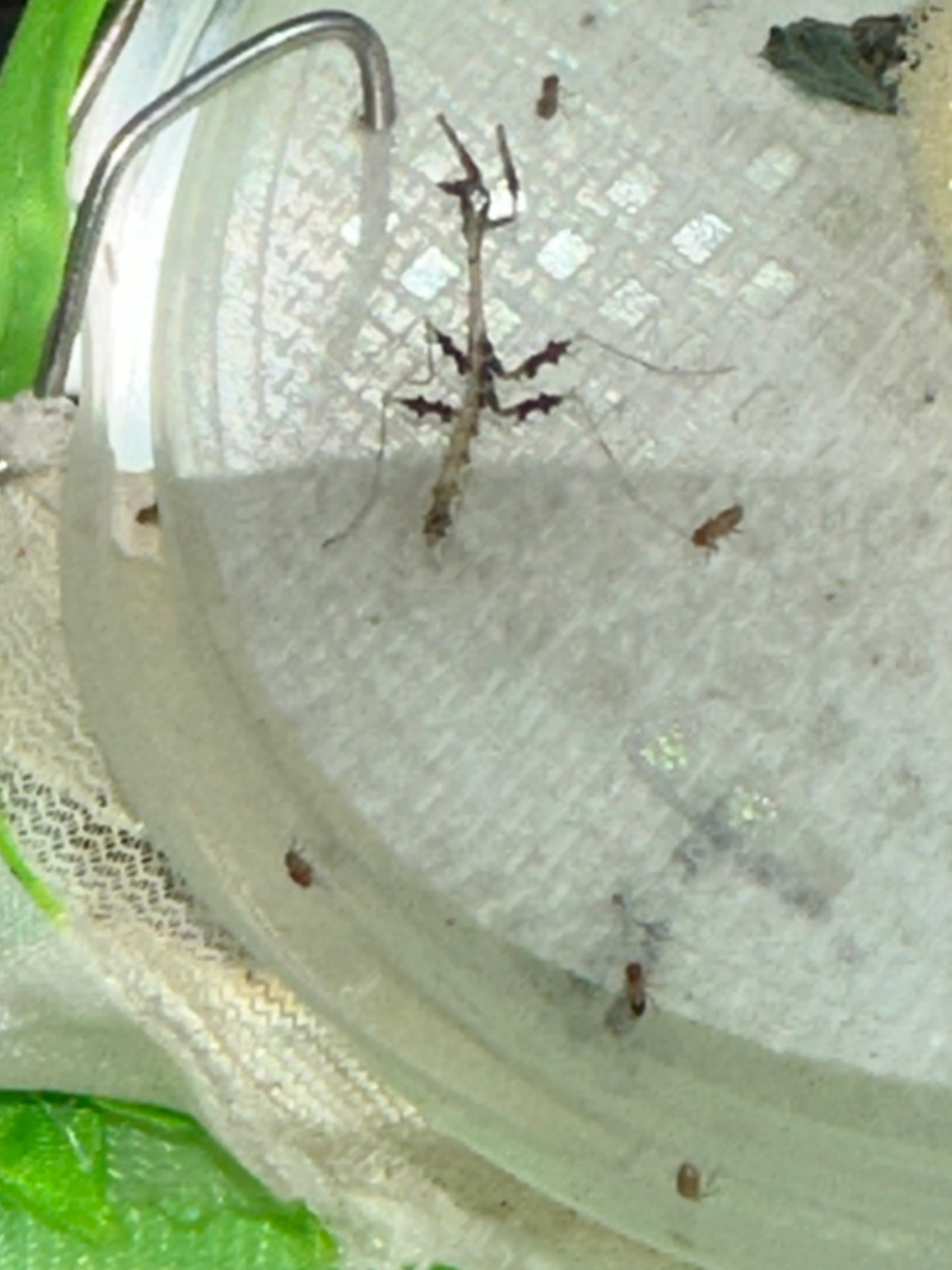 Metatoxodera subparallela praying mantis - USMANTIS