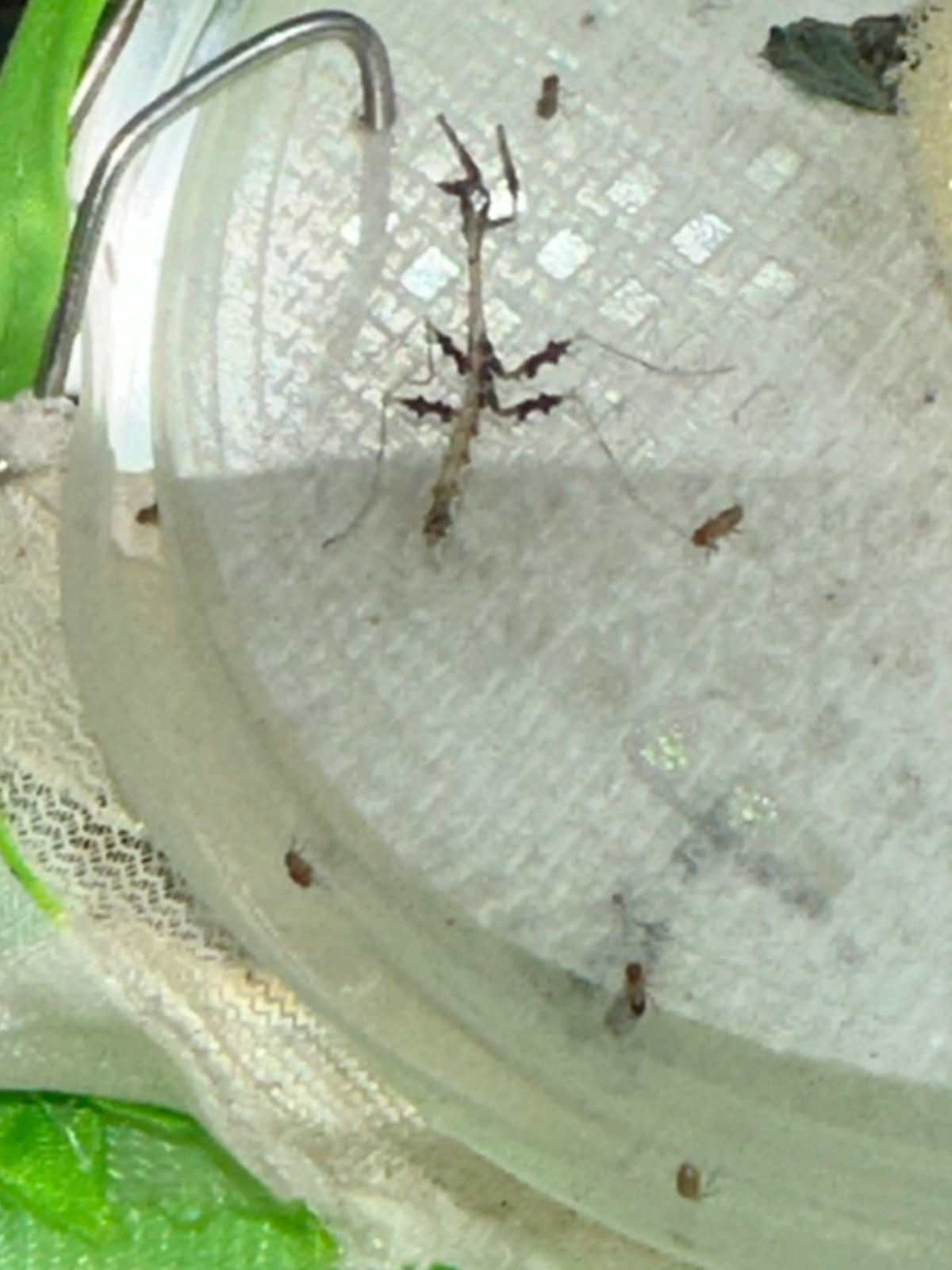 Metatoxodera subparallela praying mantis - USMANTIS