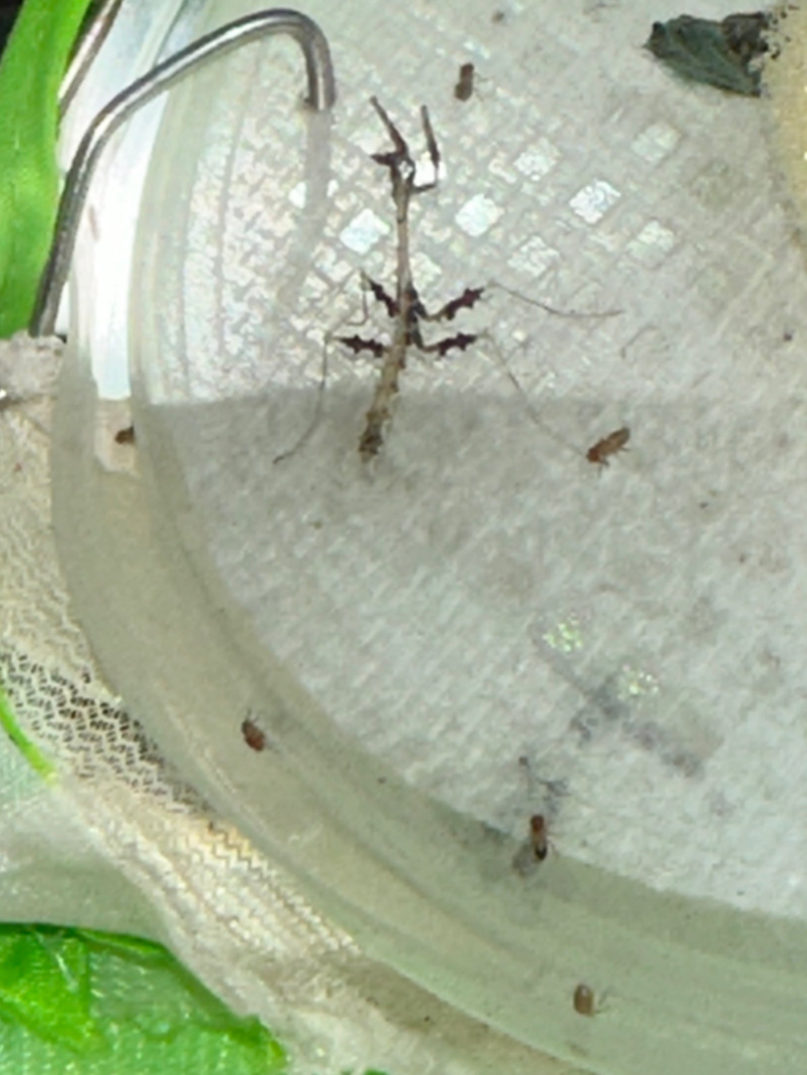 Metatoxodera subparallela praying mantis - USMANTIS