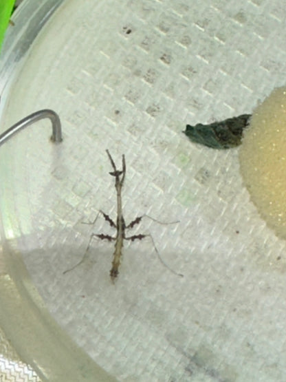 Metatoxodera subparallela praying mantis - USMANTIS