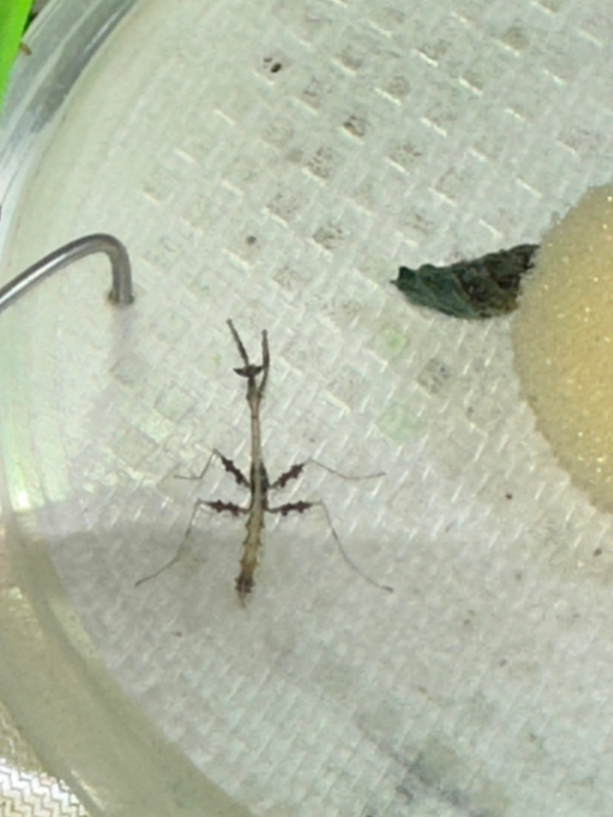 Metatoxodera subparallela praying mantis - USMANTIS