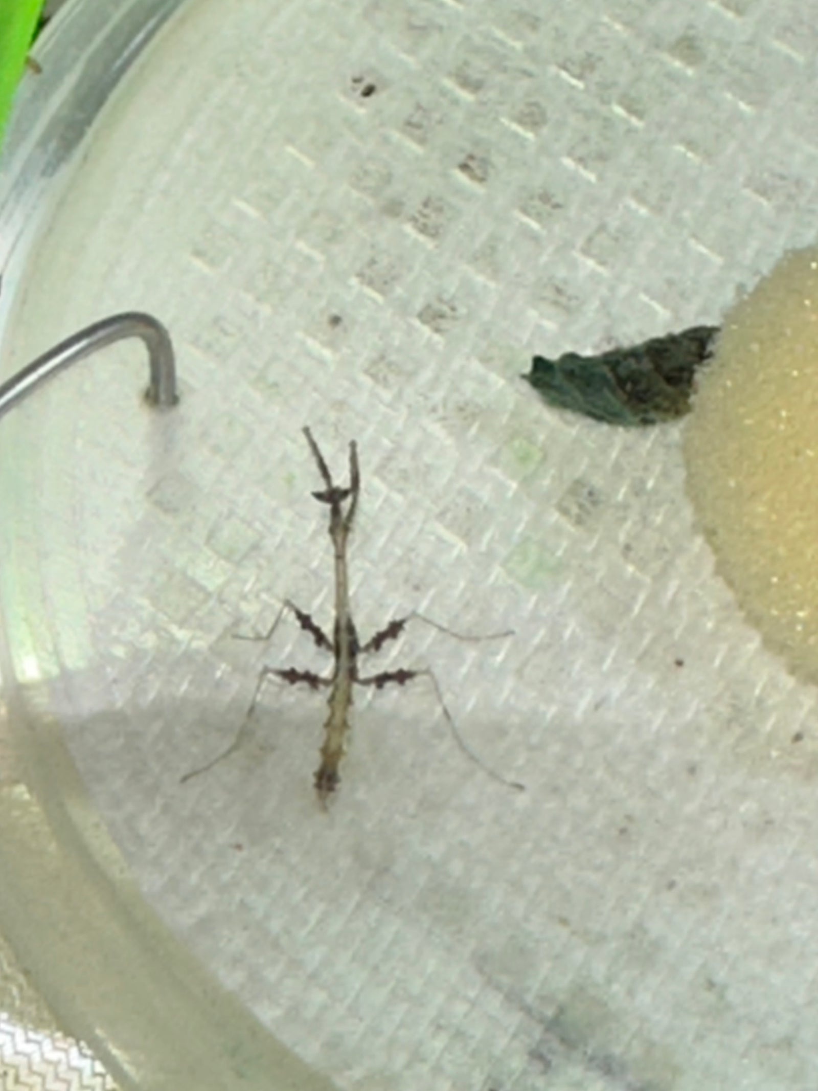 Metatoxodera subparallela praying mantis - USMANTIS