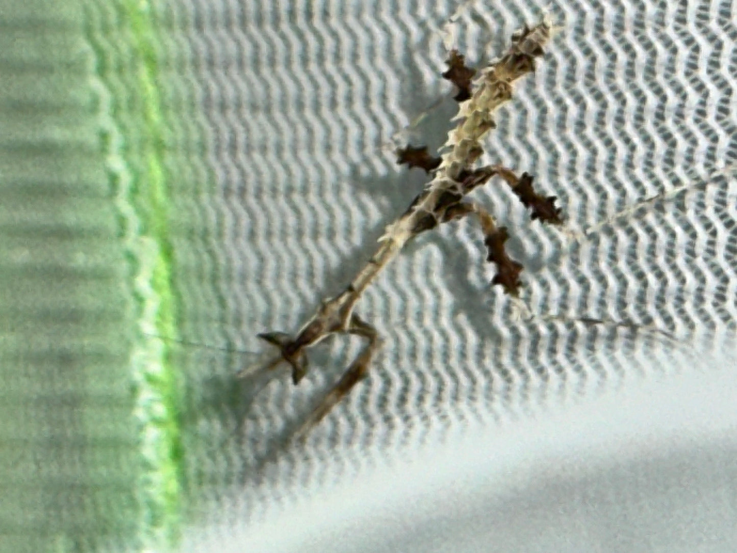 Metatoxodera subparallela praying mantis - USMANTIS