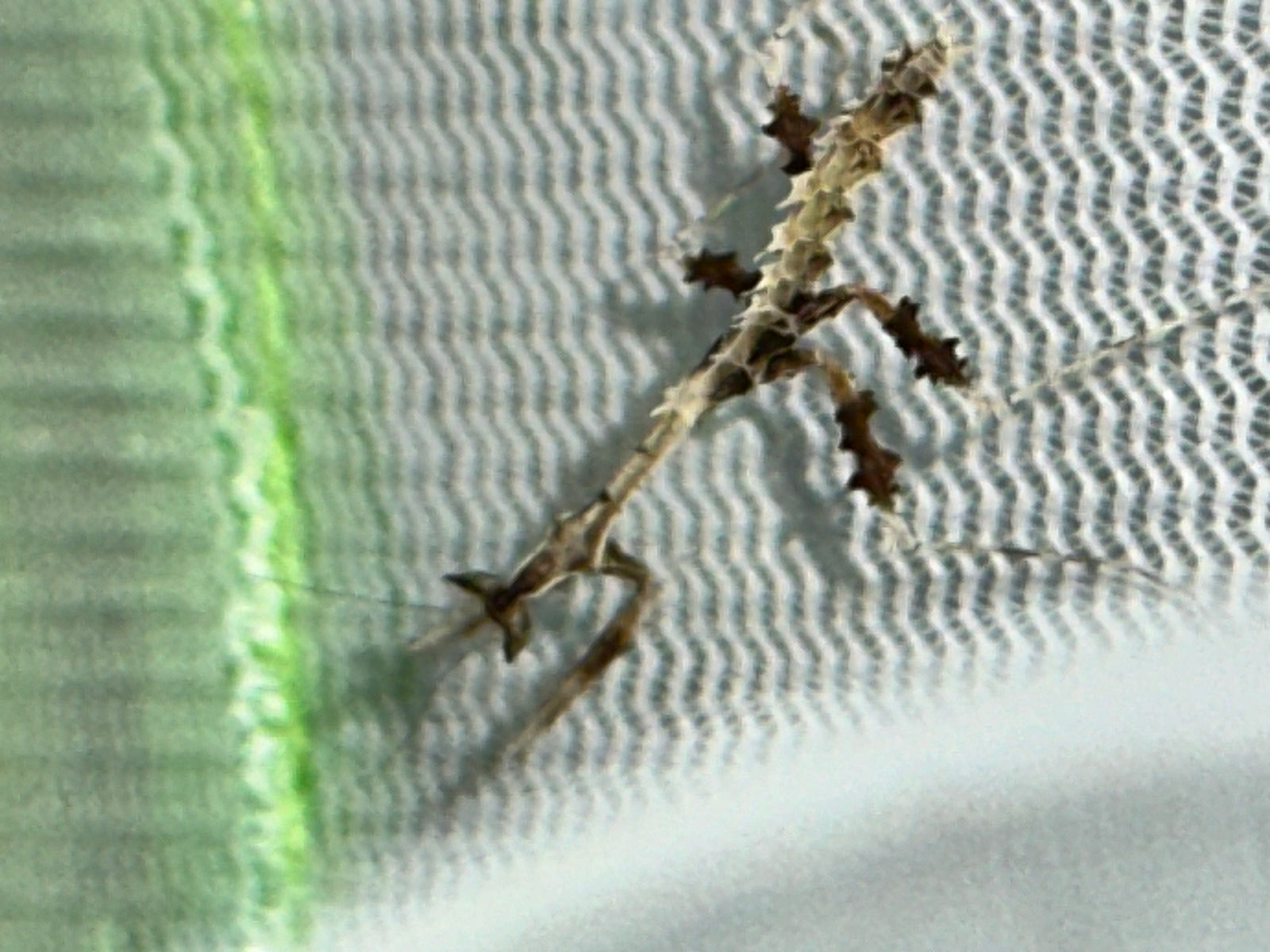 Metatoxodera subparallela praying mantis - USMANTIS