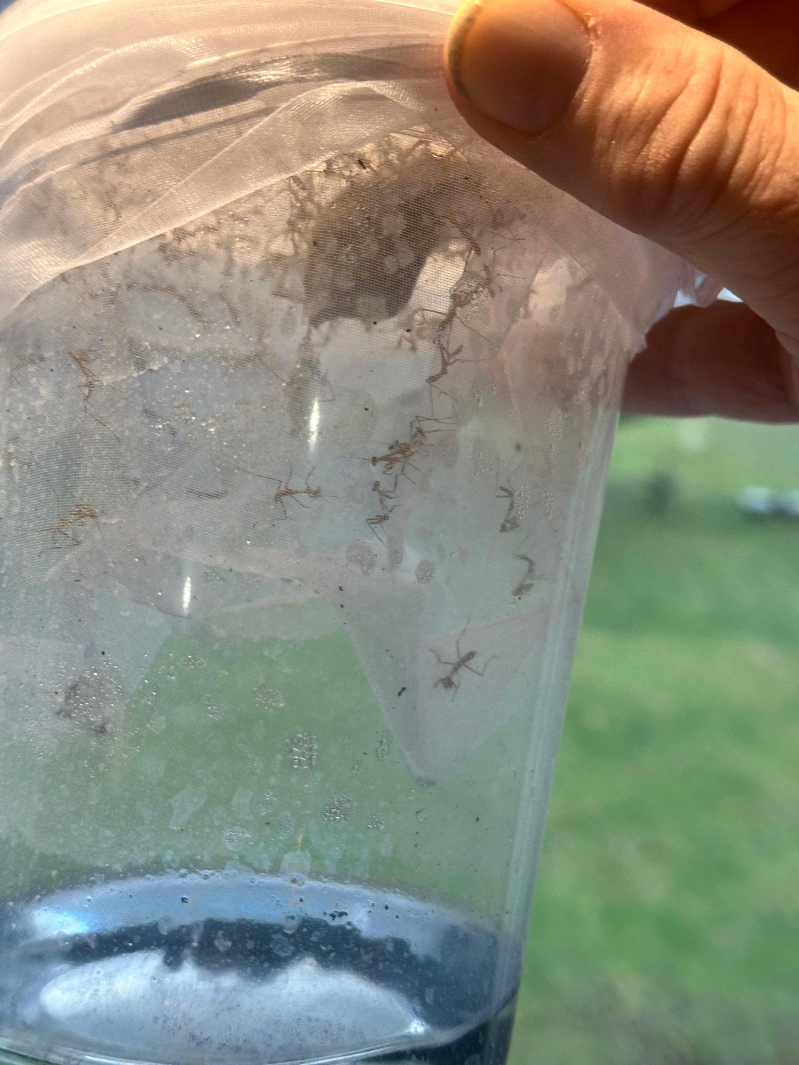 Ooth hatching incubator container praying mantis - USMANTIS