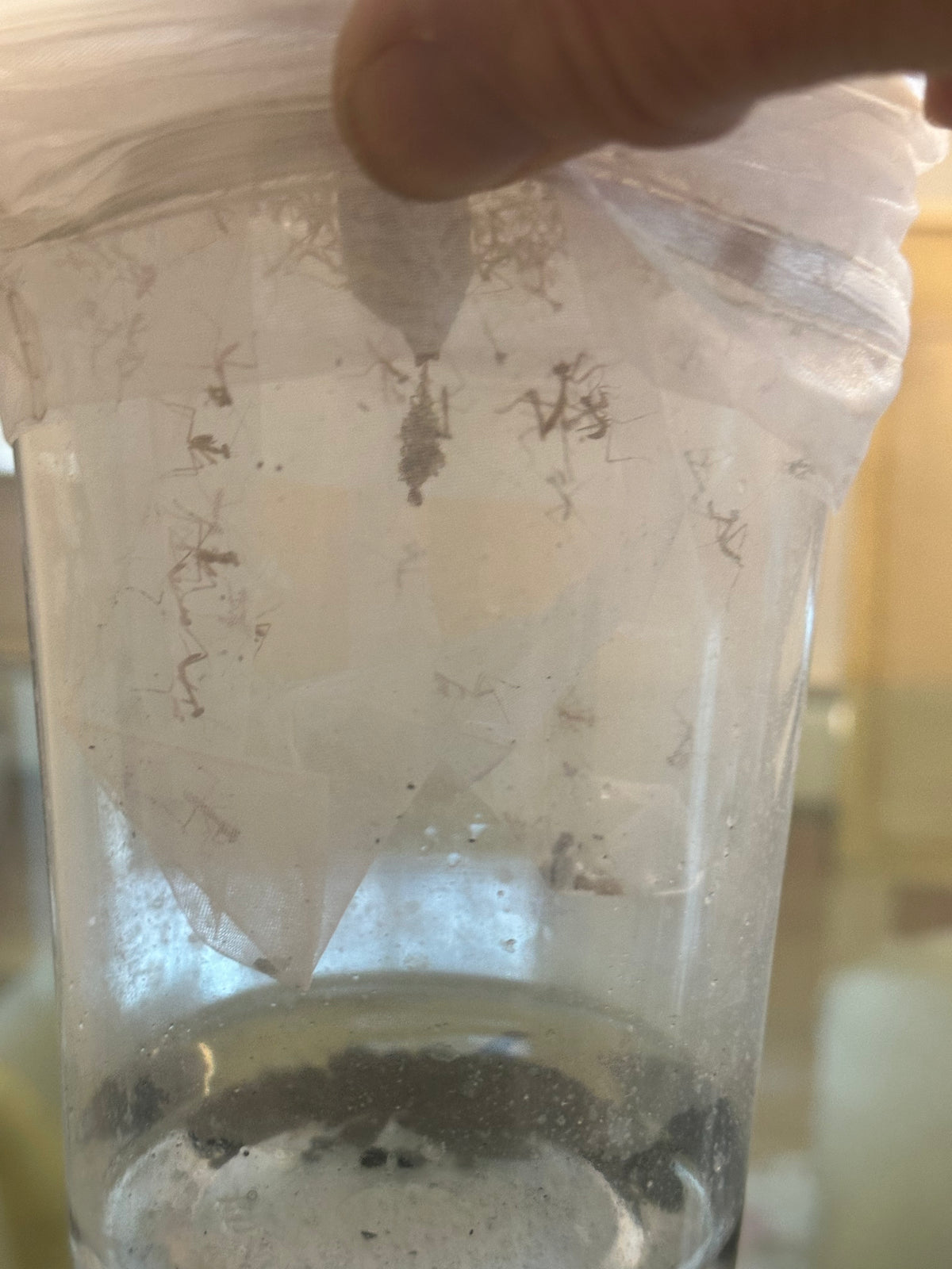 Ooth hatching incubator container praying mantis - USMANTIS