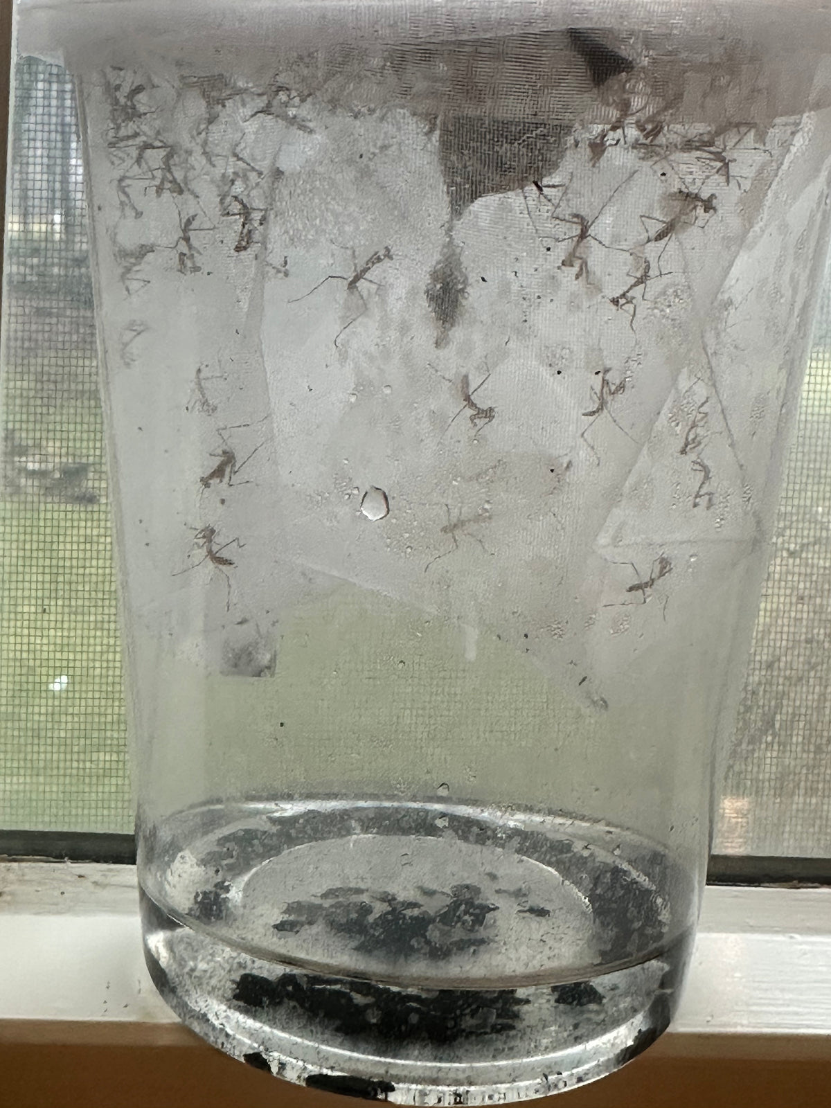 Ooth hatching incubator container praying mantis - USMANTIS