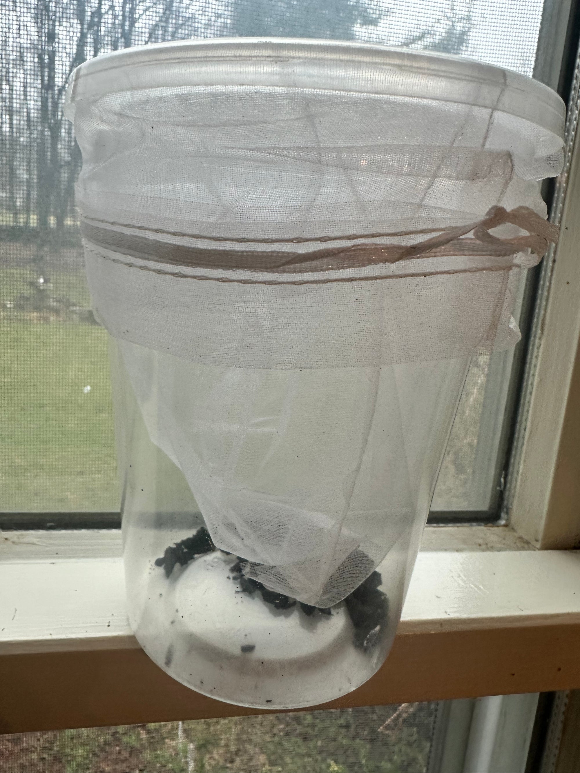 Ooth hatching incubator container praying mantis - USMANTIS