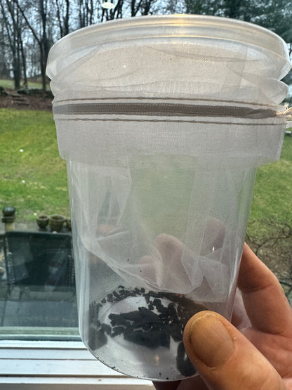 Ooth hatching incubator container praying mantis - USMANTIS