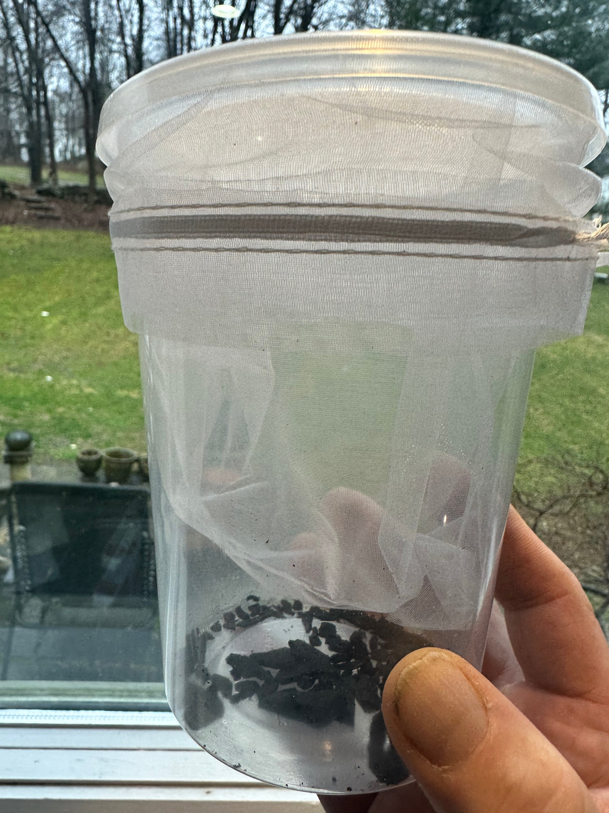 Ooth hatching incubator container praying mantis - USMANTIS