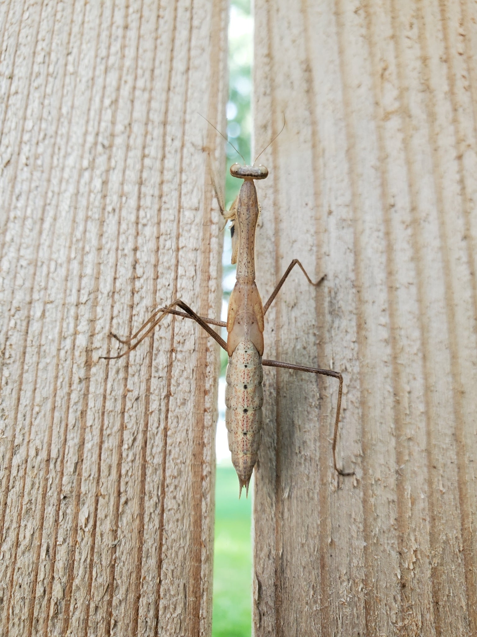 Statilla maculata Asian Jumping Grass Praying Mantis - USMANTIS