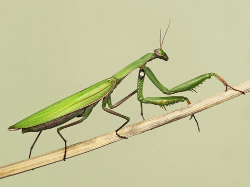 Mantis religiosa europea M. Ooths religiosas