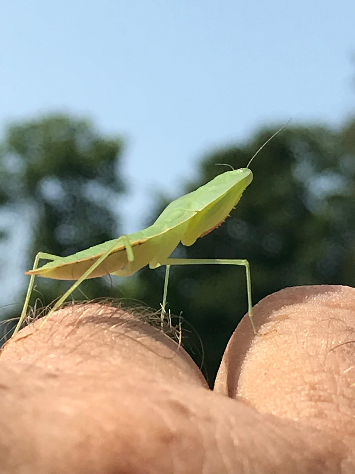 Asiadodis yunnanensis (Chinese shield mantis) "Cobra" praying mantis Choerdodis - USMANTIS