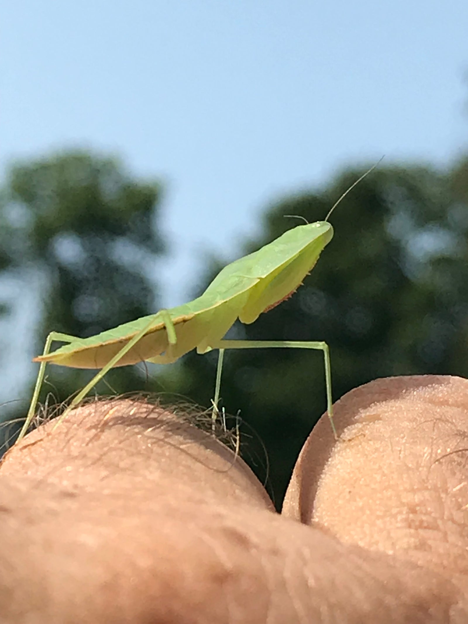 Asiadodis yunnanensis (Chinese shield mantis) "Cobra" praying mantis Choerdodis - USMANTIS
