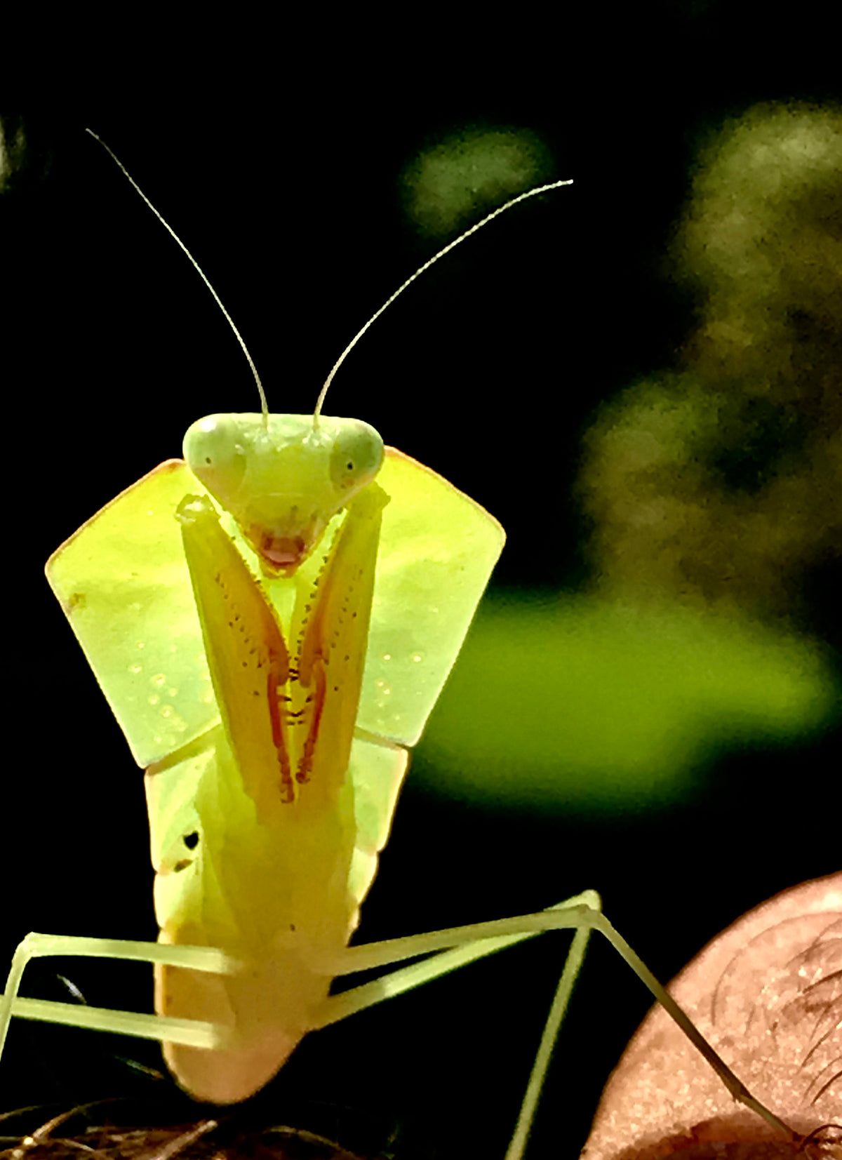 Asiadodis yunnanensis (Chinese shield mantis) &quot;Cobra&quot; praying mantis Choerdodis - USMANTIS