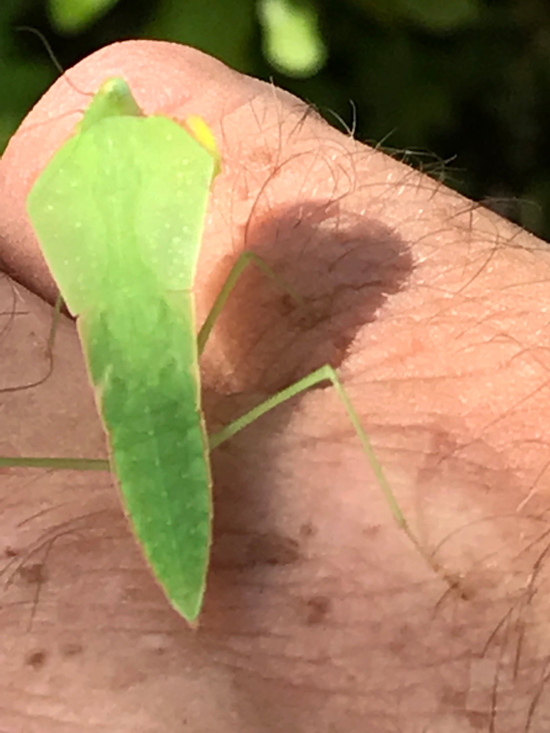 Asiadodis yunnanensis (Chinese shield mantis) 