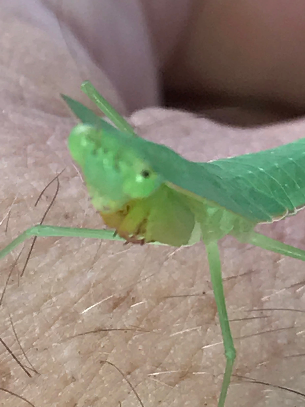 Asiadodis yunnanensis (Chinese shield mantis) "Cobra" praying mantis Choerdodis - USMANTIS