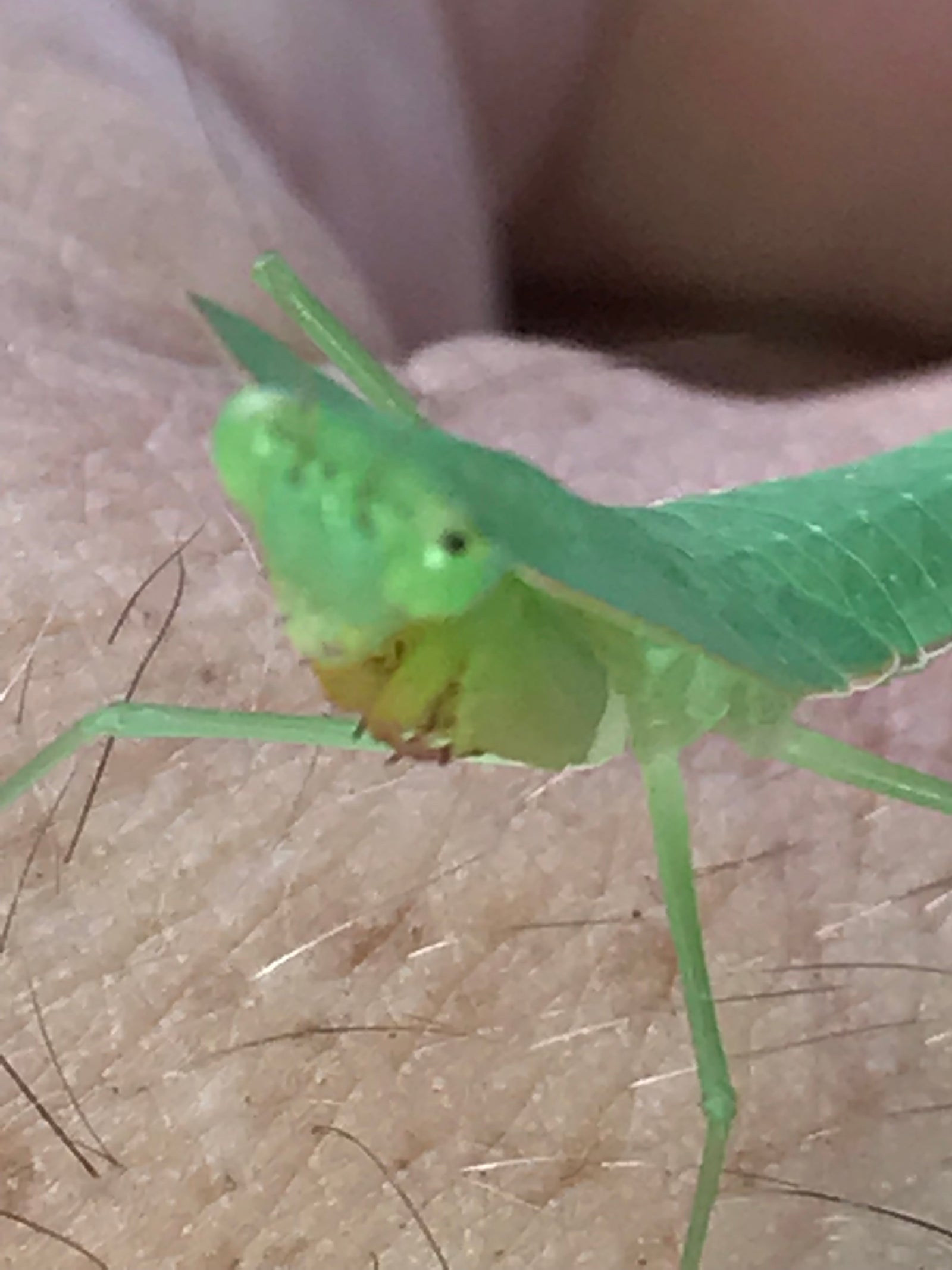 Asiadodis yunnanensis (Chinese shield mantis) "Cobra" praying mantis Choerdodis - USMANTIS