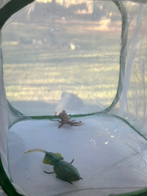 Net Cage Clear Cover Comfort Keeper With Zipper New product! - USMANTIS