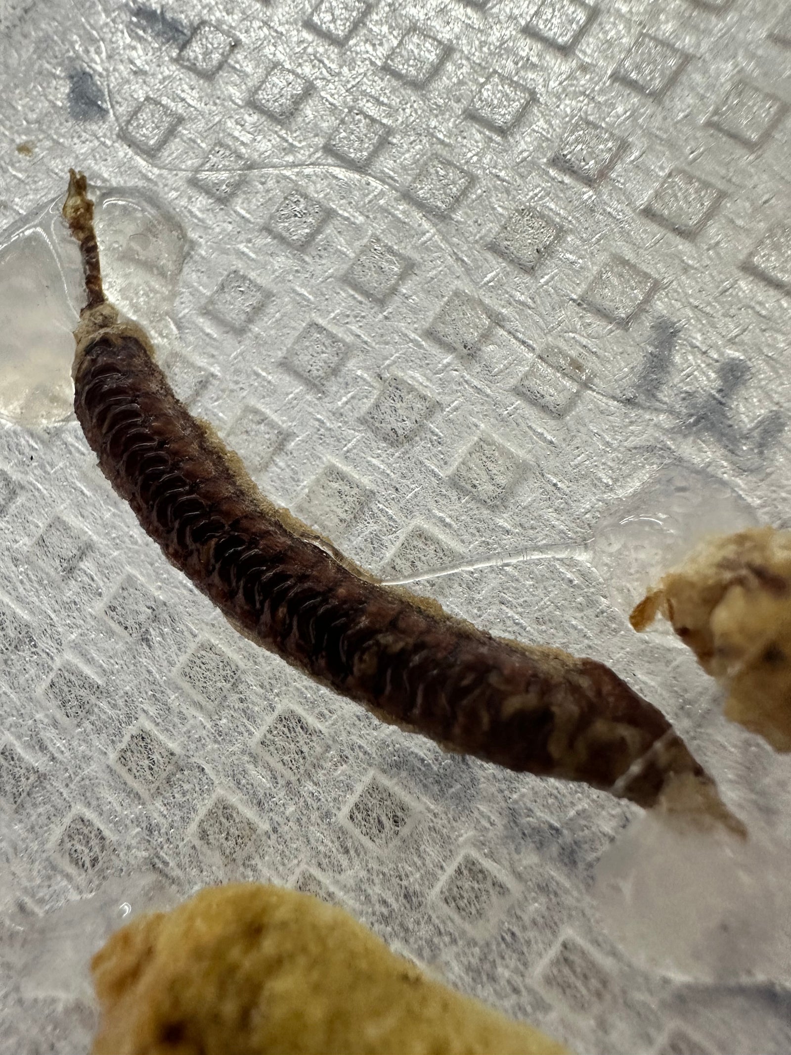 Clidonoptera lestoni mantis - USMANTIS