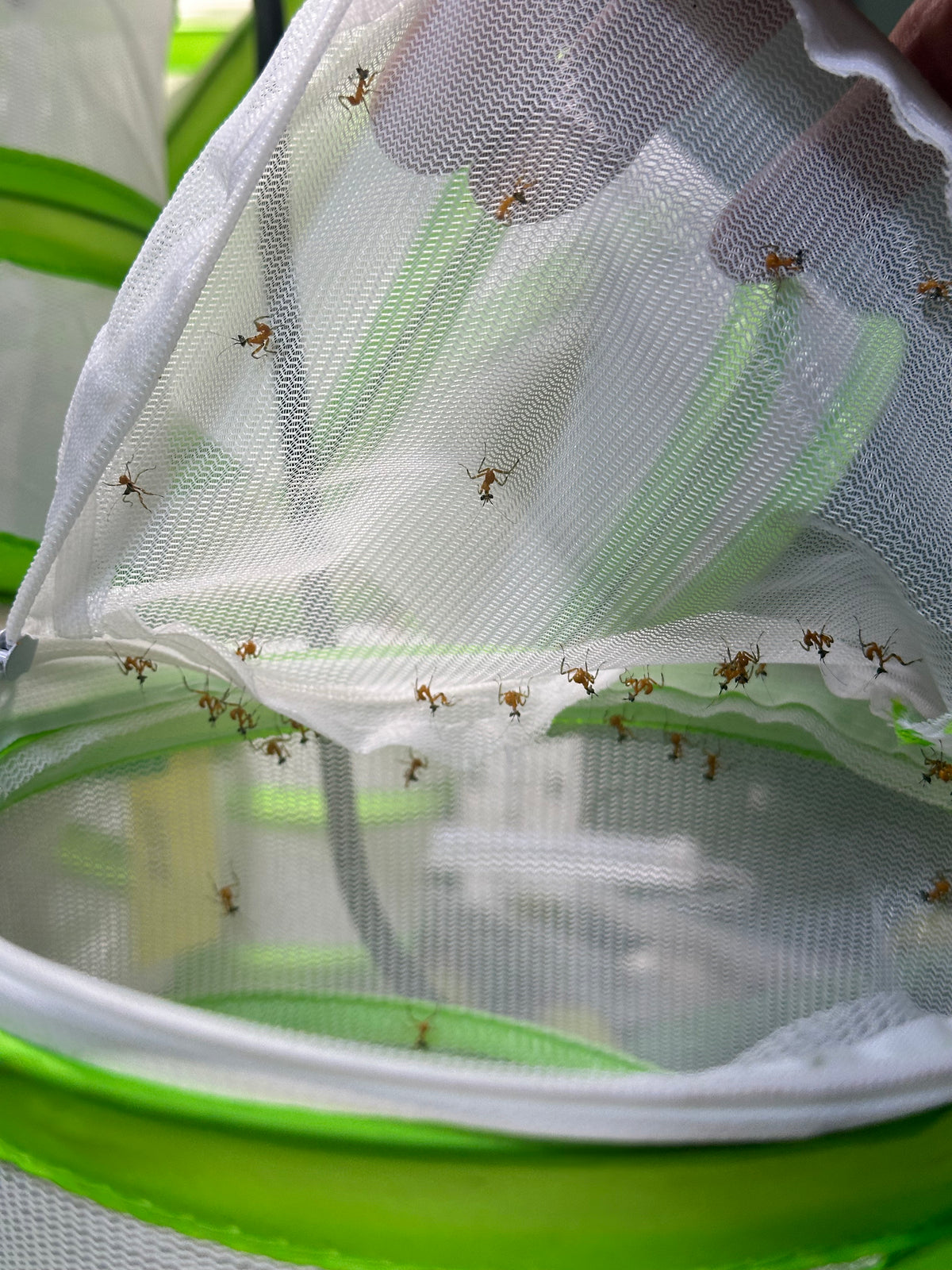 Clidonoptera lestoni mantis - USMANTIS