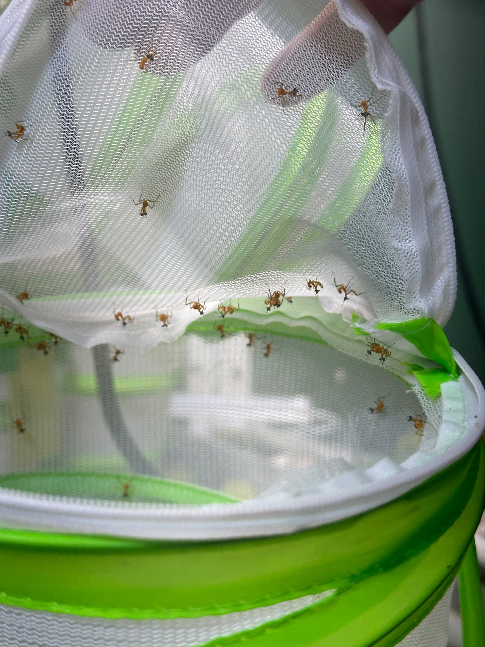 Clidonoptera lestoni mantis - USMANTIS