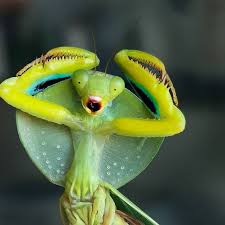 Asiadodis yunnanensis (Chinese shield mantis) "Cobra" praying mantis Choerdodis - USMANTIS