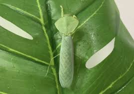 Asiadodis yunnanensis (Chinese shield mantis) "Cobra" praying mantis Choerdodis - USMANTIS