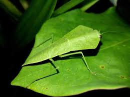 Asiadodis yunnanensis (Chinese shield mantis) "Cobra" praying mantis Choerdodis - USMANTIS