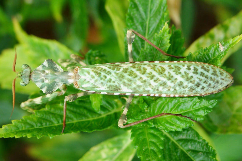 Mantis cardo Blepharopsis mendica