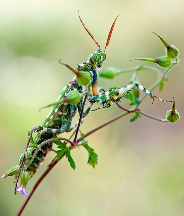 Mantis cardo Blepharopsis mendica