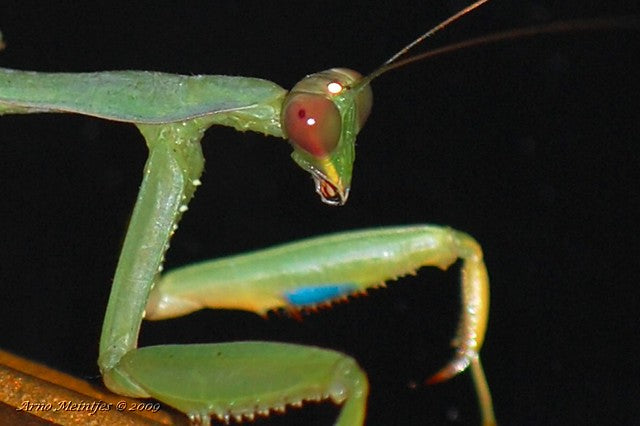 Sphodromantis sp Blue Flash Mantis africana gigante