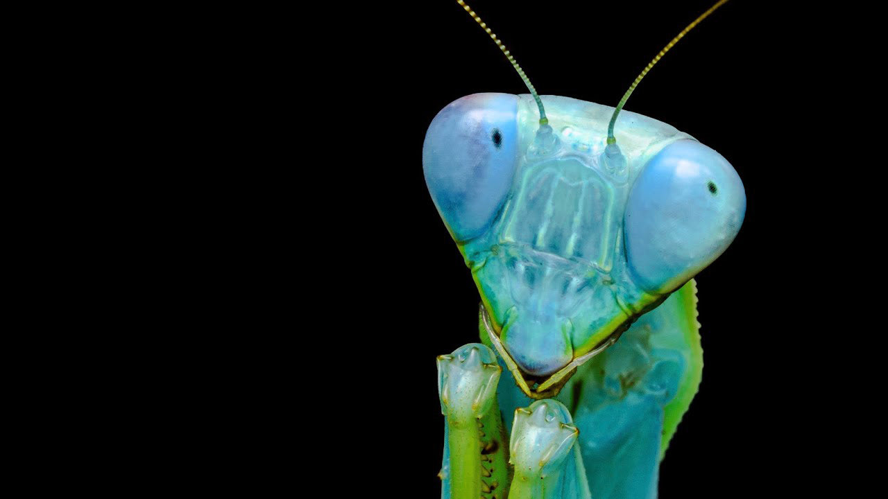 Hierodula sp. Papua blue Captive Bred Giant Praying Mantis