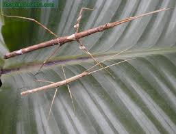 Zompros Stick Insect Parapachymorpha zomproi Thai stick