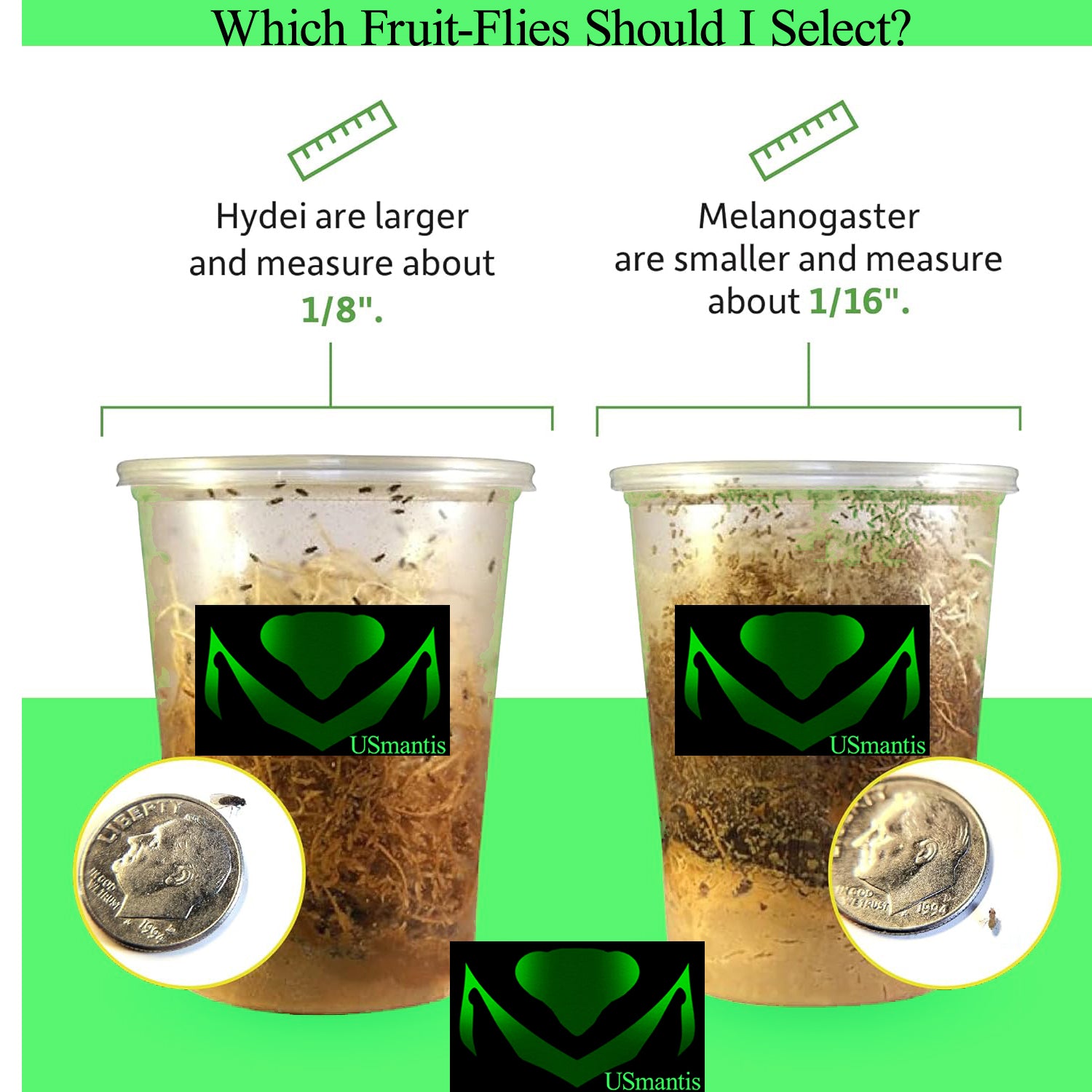 Moscas de la fruta Cultivo Melanogaster sin alas