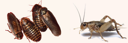 Roach and Cricket Chow Organic All Natural Roach Chow Food - USMANTIS