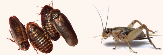 Roach and Cricket Chow Organic All Natural Roach Chow Food - USMANTIS